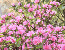 Load image into Gallery viewer, Rhododendron