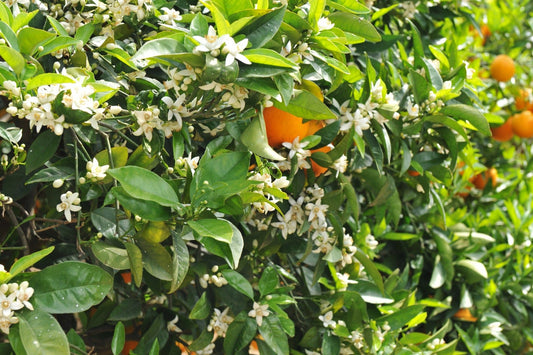 Neroli