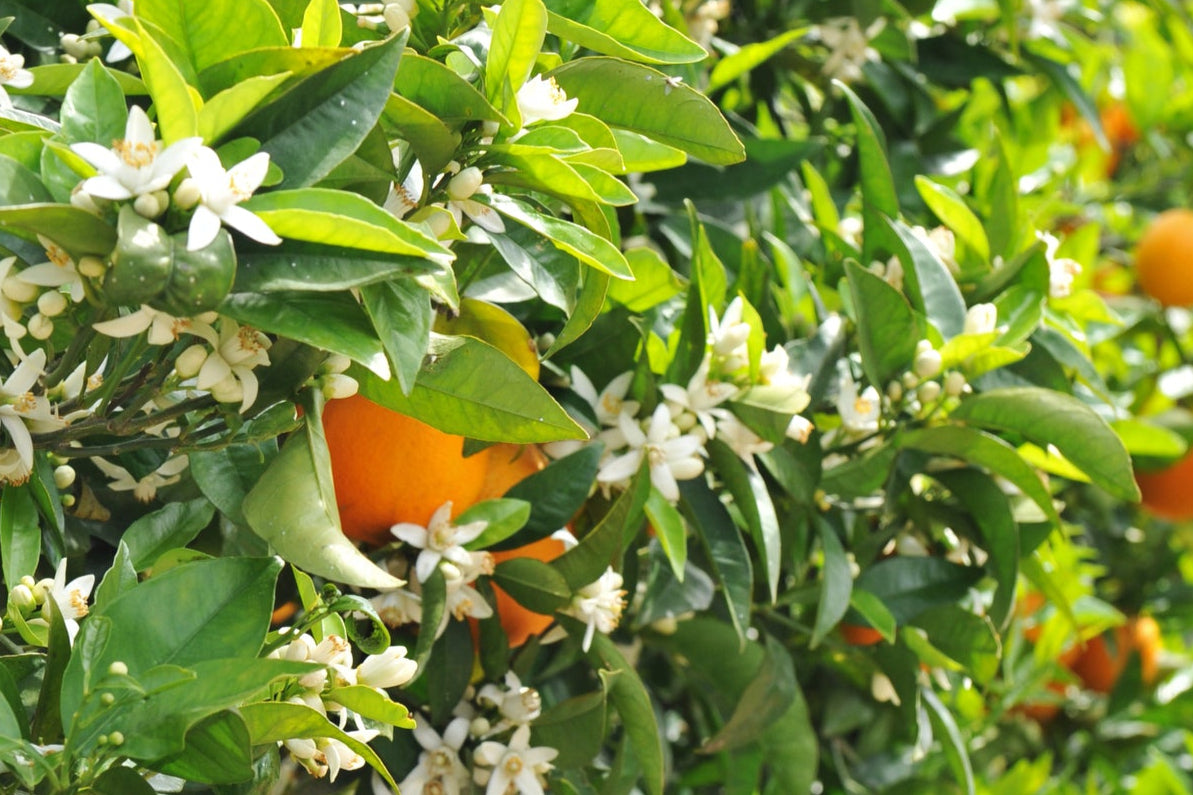 Neroli hydrolat/hydrosol