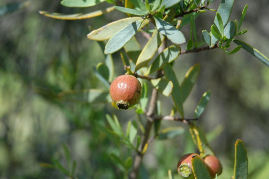 Sandalwood, Australia