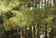 Pine, White
