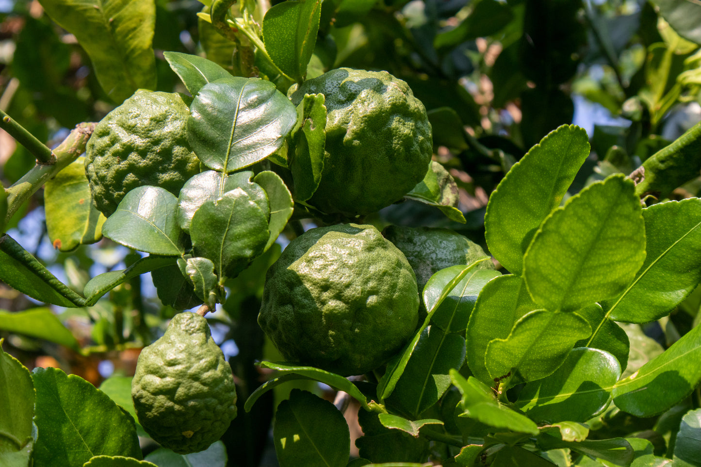 Bergamot