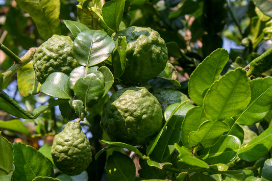 Bergamot