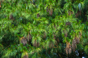 Pine, white cones only