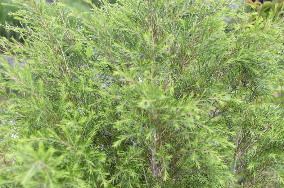 Tea Tree