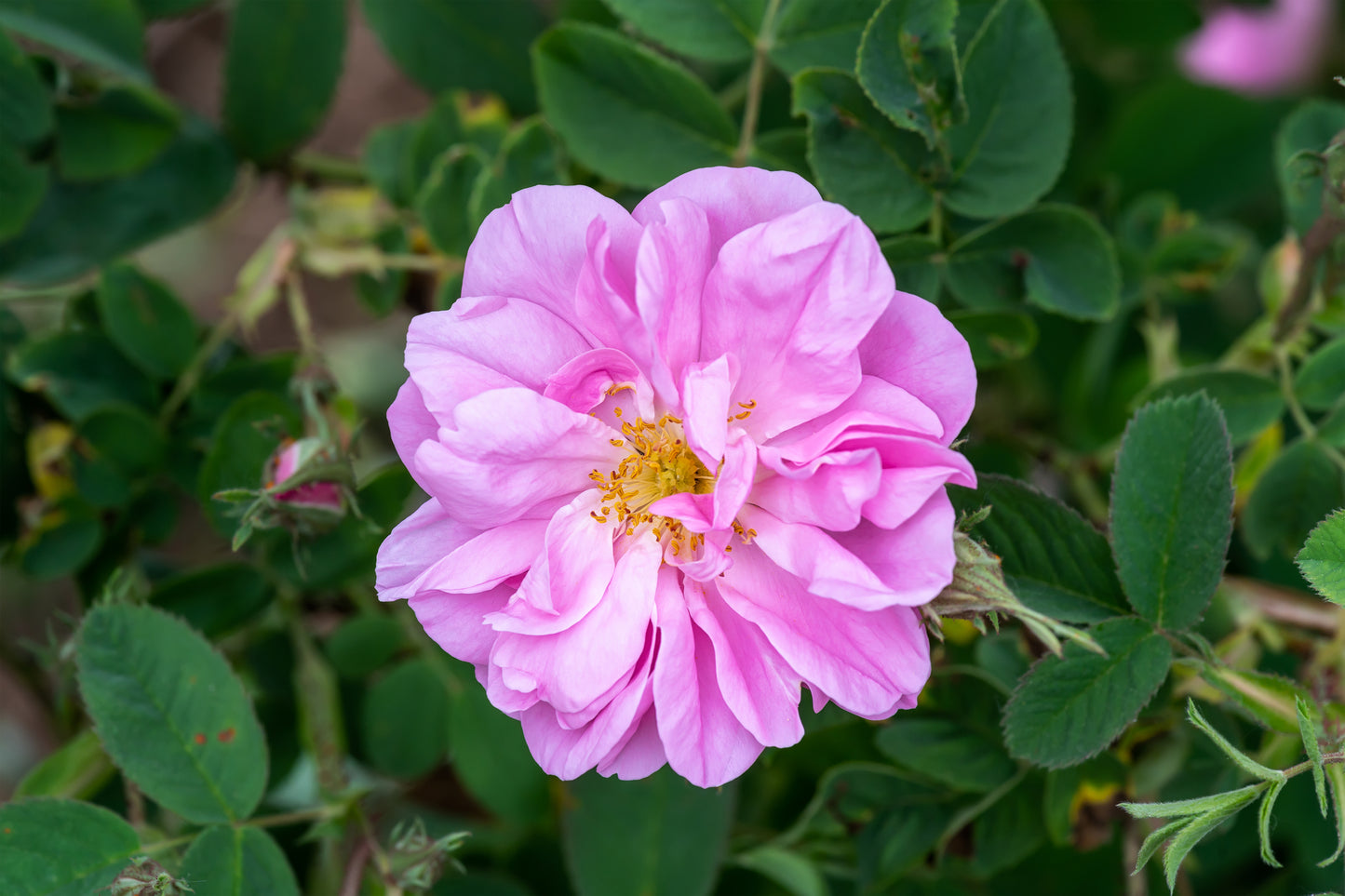 Rose hydrolat/hydrosol