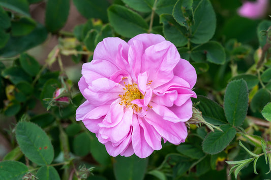 Rose hydrolat/hydrosol