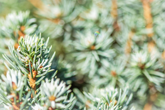 Spruce, white