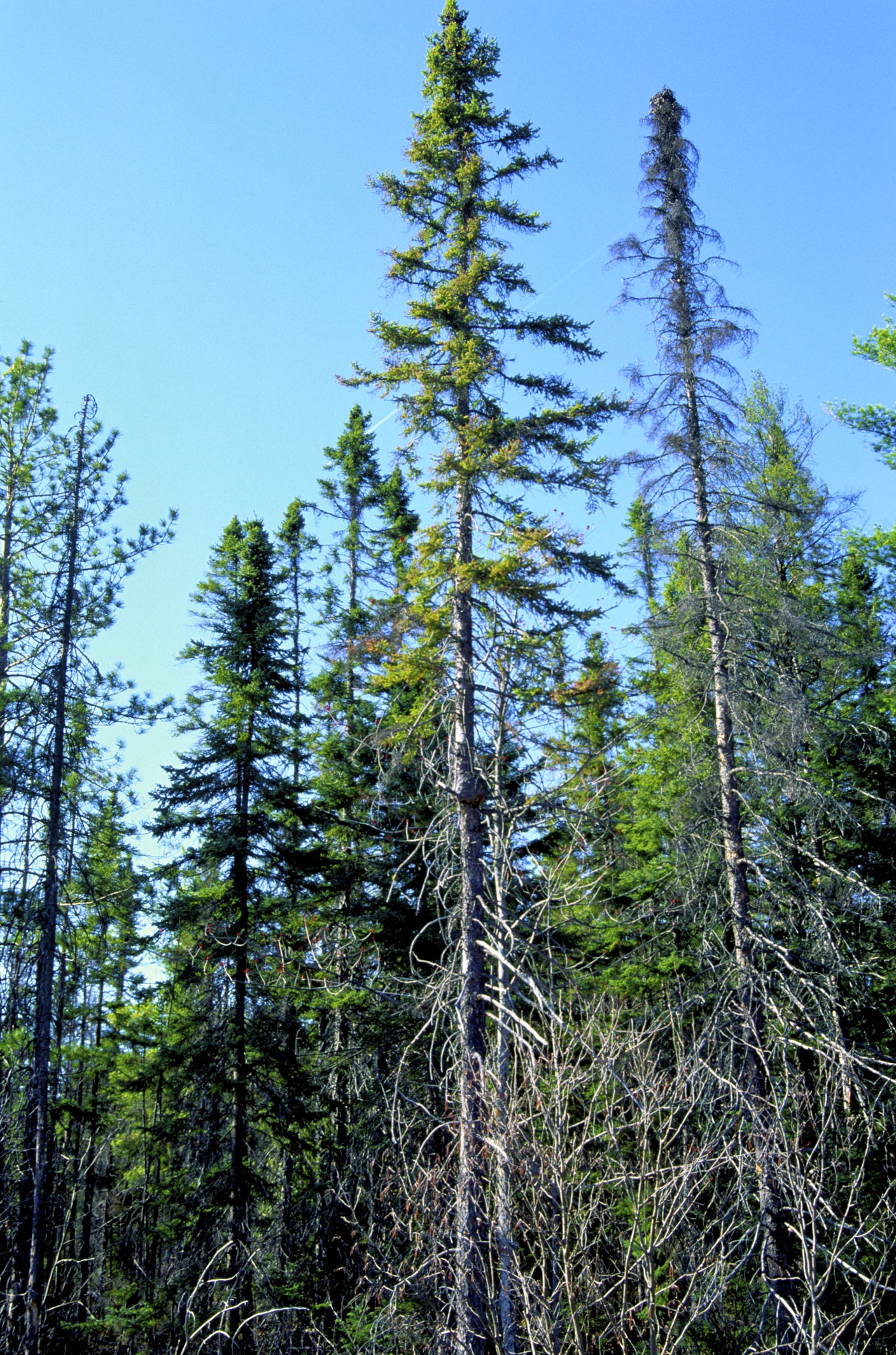 Spruce, black