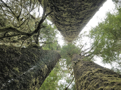 Spruce, Sitka