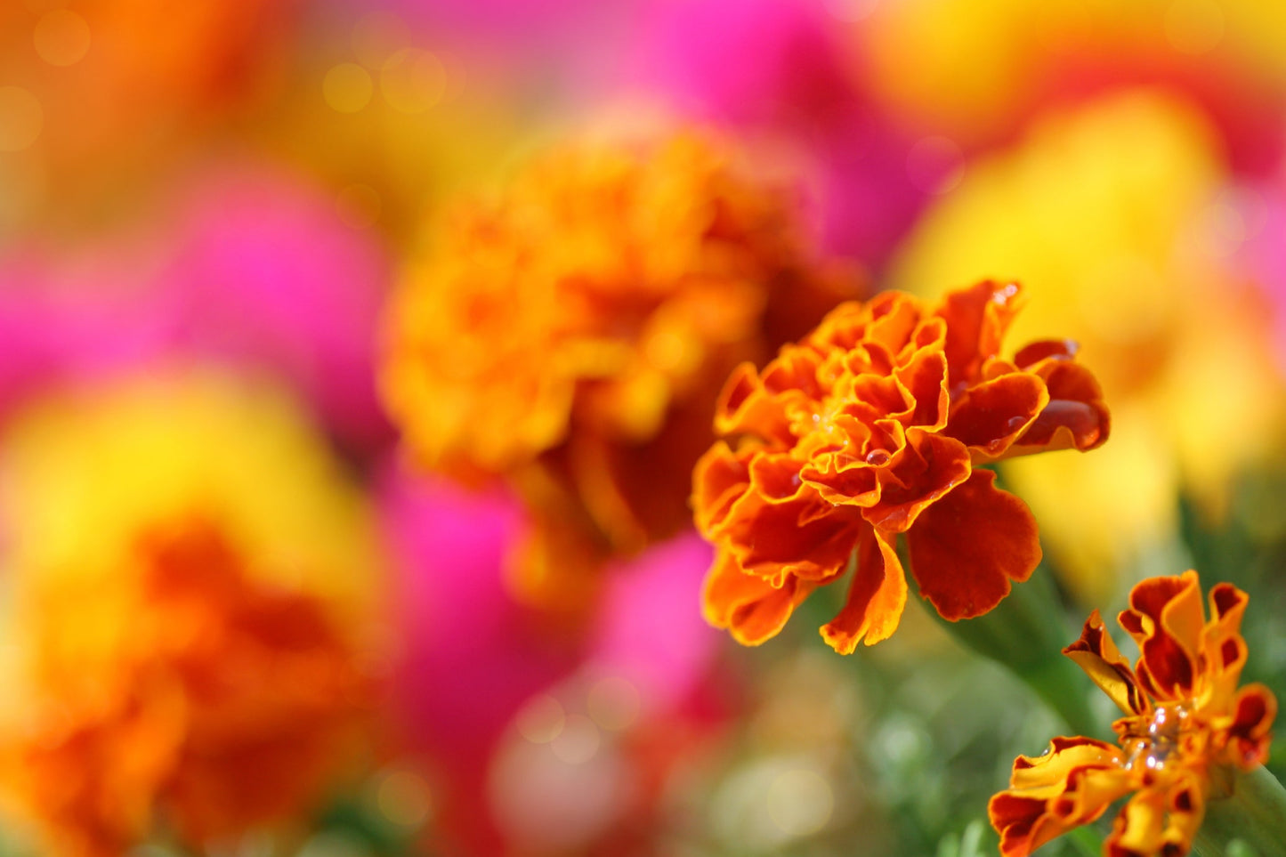 Tagetes