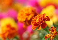 Tagetes