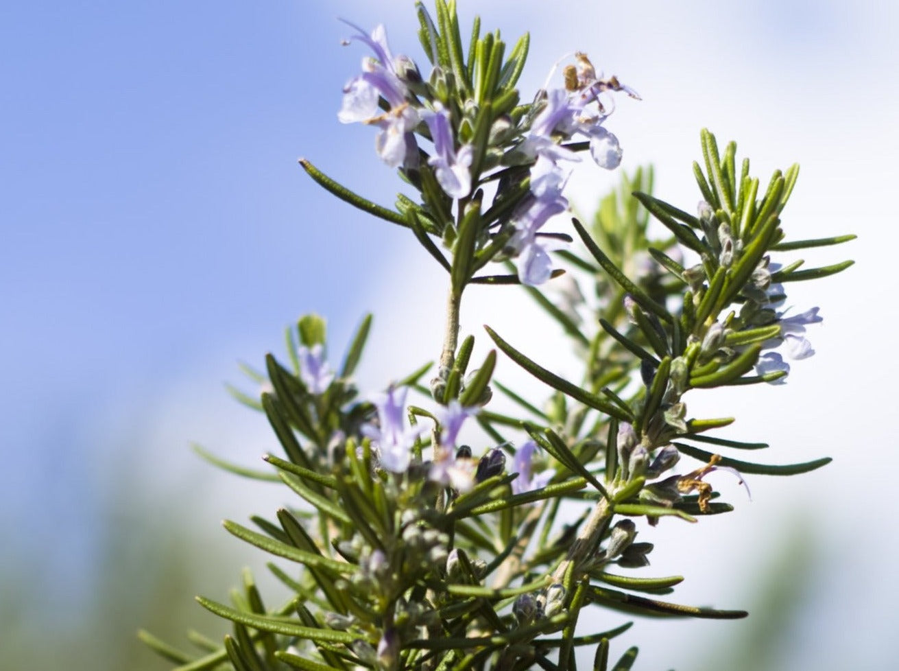 Rosemary, cineole