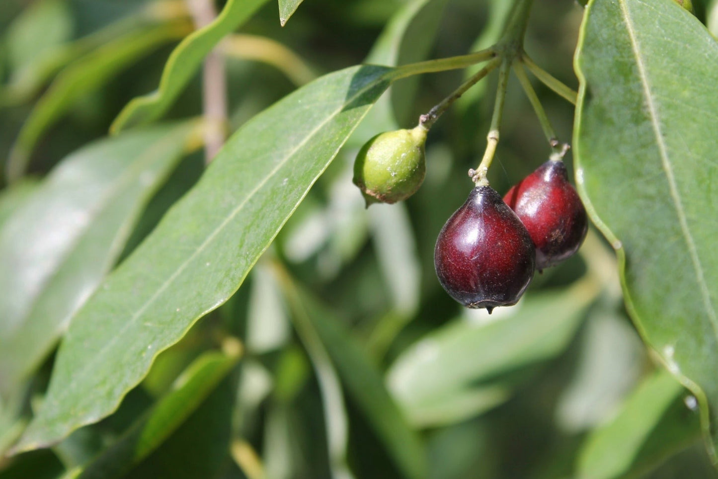 Sandalwood, India