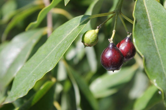 Sandalwood, India