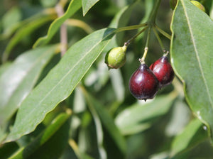 Sandalwood, India