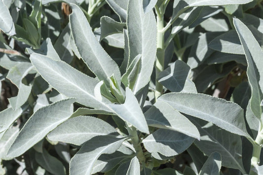 Sage, White