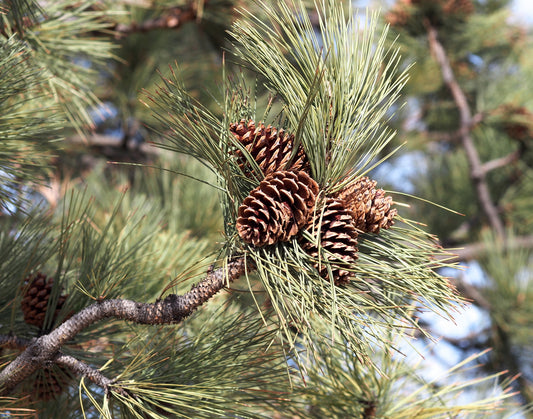 Pine, ponderosa cones only
