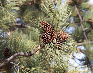 Pine, ponderosa cones only