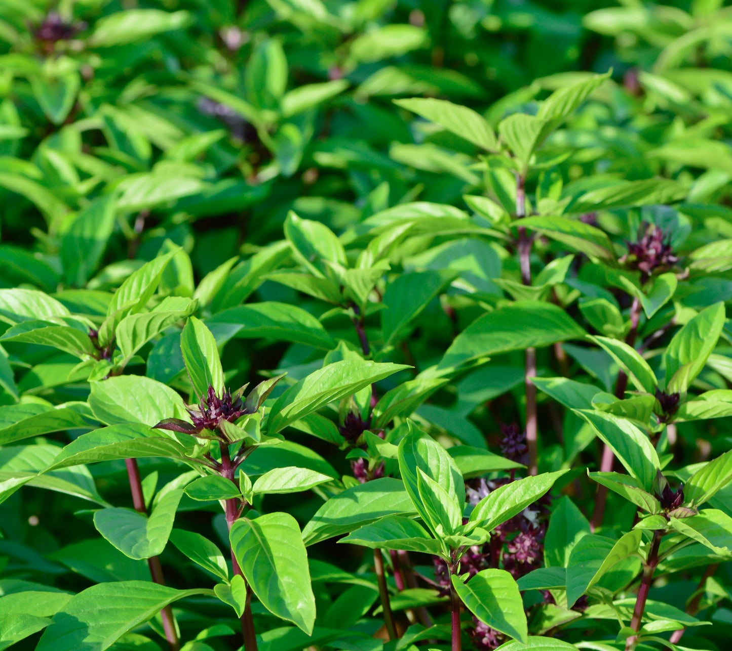 Basil, Exotic (Chavicol)