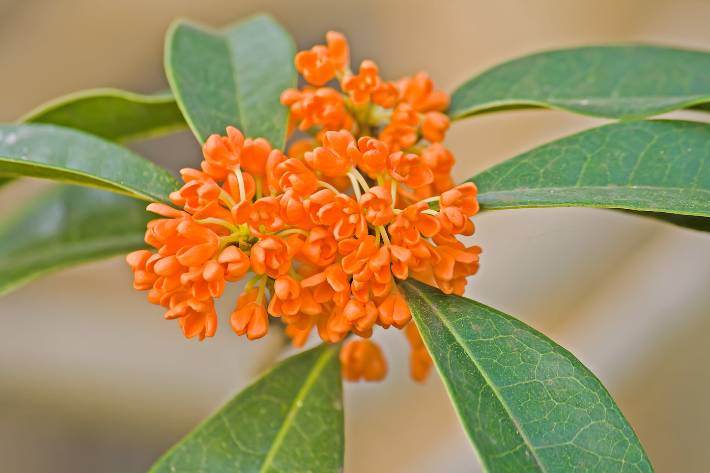 Osmanthus, France