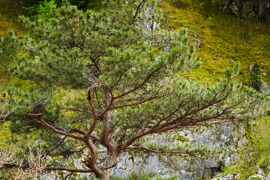 Pine, Black