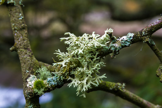 Oakmoss, Oak Moss