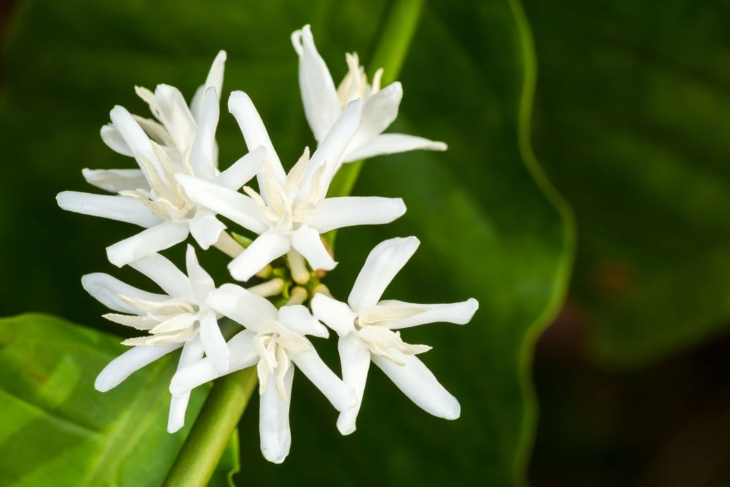 Coffee flower