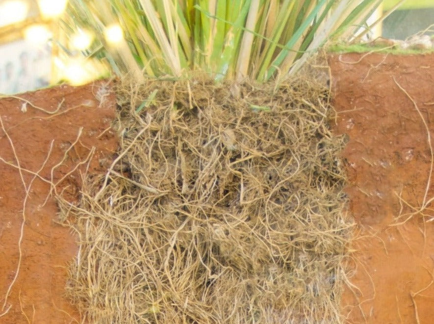 Vetiver