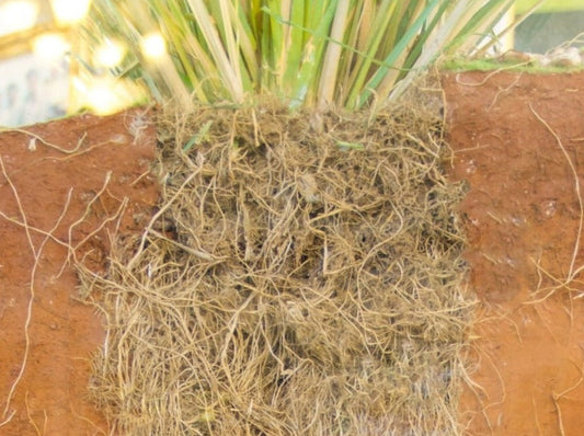 Vetiver