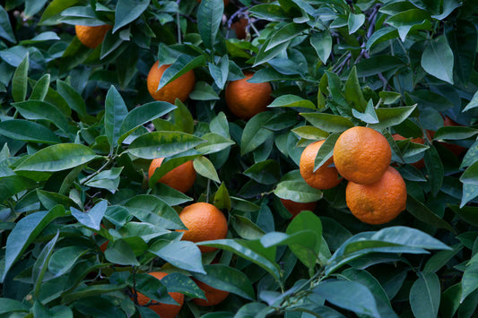 Orange, Bigarade (bitter)