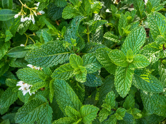 Spearmint