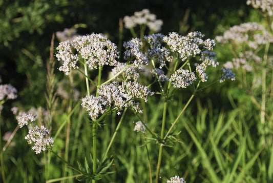 Anise Seed