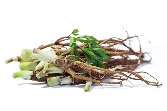 Angelica Root
