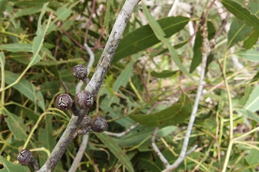 Eucalyptus, Gully Gum