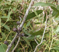 Eucalyptus, Gully Gum