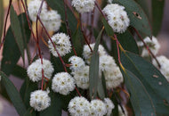 Eucalyptus, Mint
