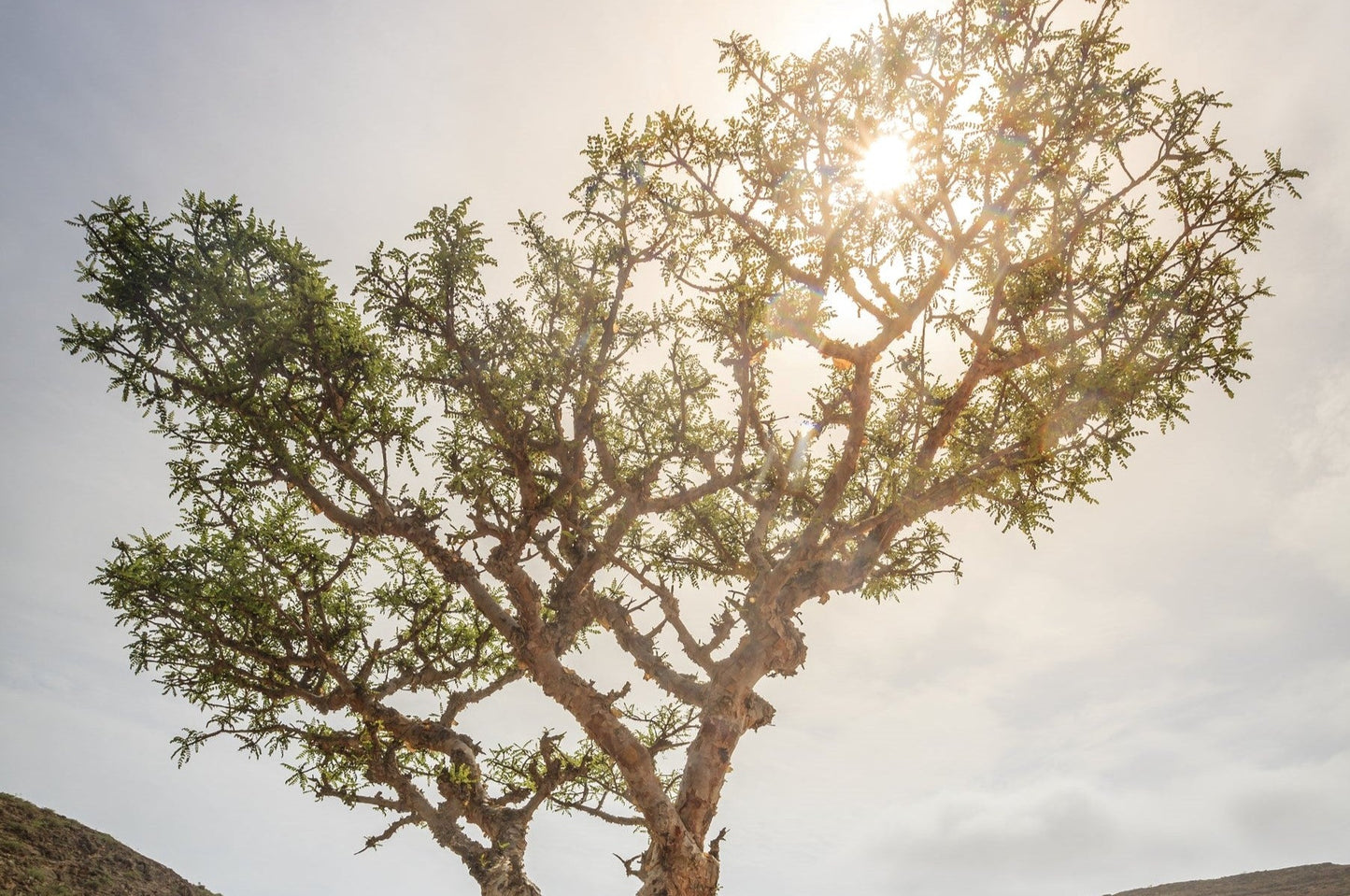 Frankincense (Olibanum)