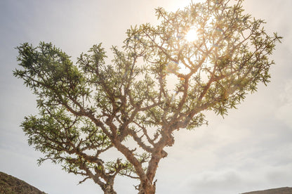 Frankincense (Olibanum)