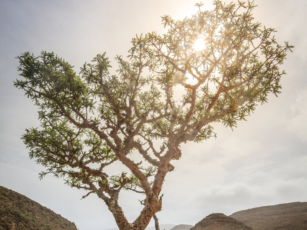 Frankincense Hydrolat (Hydrosol)