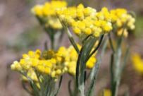 Helichrysum, gymnocephalum
