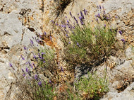 Lavender, Highland 1800