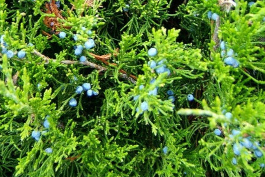 Juniper Berries and Branches