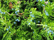 Juniper Berries and Branches