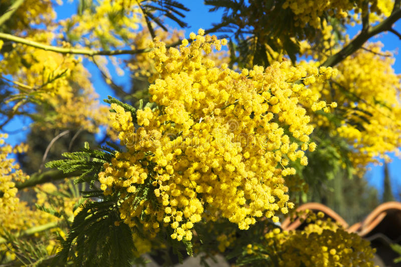 Mimosa