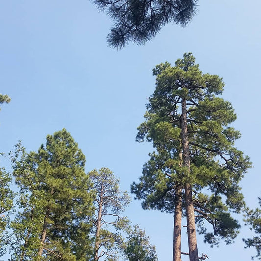 Pine, ponderosa