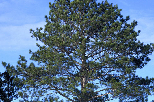 Pine, Red