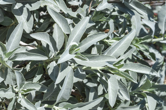 White Sage hydrolat/hydrosol